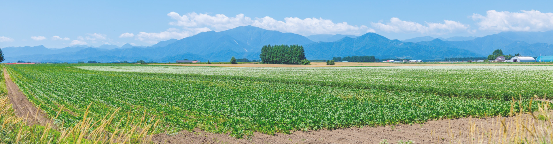 遊休農地を見るのタイトルイメージ